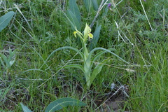 Iris kopetdagensis
