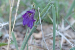 Gladiolus atroviolaceus