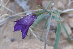 Gladiolus atroviolaceus