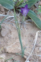 Gladiolus atroviolaceus