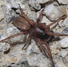 Haplodrassus