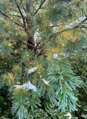 Pinaceae