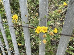 Verbesina encelioides