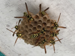 Polistes mongolicus