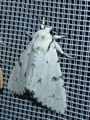 Acronicta leporina