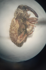 Gerstaeckeria unicolor