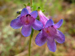 Penstemon
