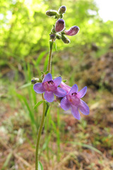 Penstemon