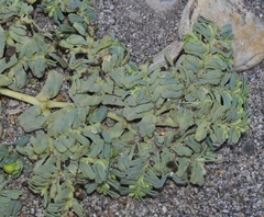 Euphorbia peplis