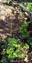 Diascia parviflora