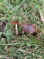 Cortinarius ainsworthii