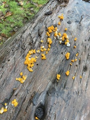 Dacrymyces stillatus
