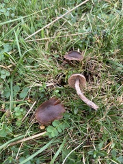 Cortinarius ainsworthii