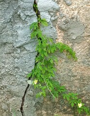 Pierinae
