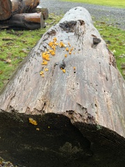 Dacrymyces stillatus