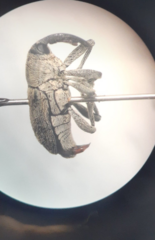 Pseudocentrinus ochraceus