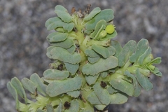 Euphorbia peplis