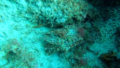Pinna rudis