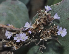 Limonium cossonianum