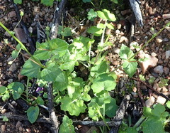 Diascia parviflora
