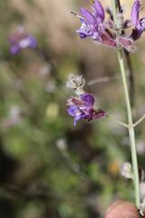Salvia albicaulis