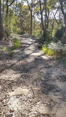 Alectura lathami lathami