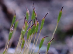 Ptychostomum imbricatulum
