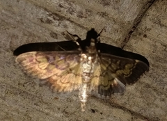 Nomophilini
