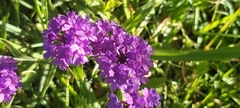 Verbena rigida