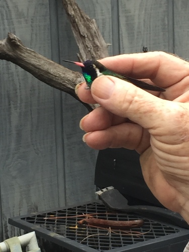 White-eared Hummingbird photographed in Alabama