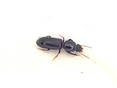 Clivina