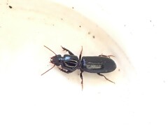 Clivina