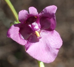 Diascia parviflora