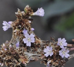 Limonium cossonianum