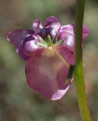 Diascia parviflora