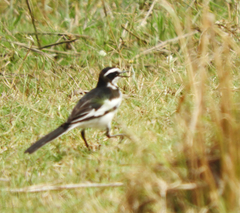 Motacilla aguimp