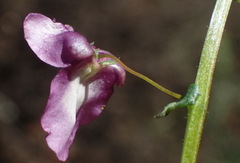 Diascia parviflora