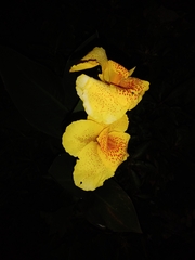 Canna × generalis