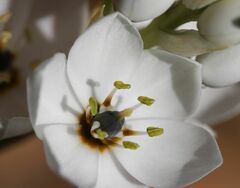 Ornithogalum conicum