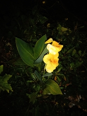 Canna × generalis