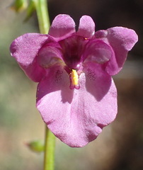 Diascia parviflora