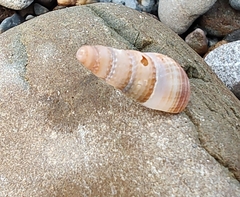 Ophiodermella inermis