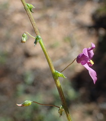 Diascia parviflora