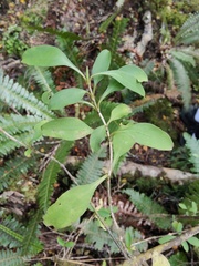 Coprosma foetidissima