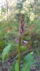 Dipodium variegatum