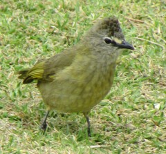 Pycnonotus flavescens