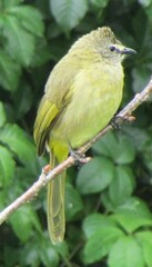 Pycnonotus flavescens
