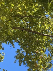 Corvus brachyrhynchos