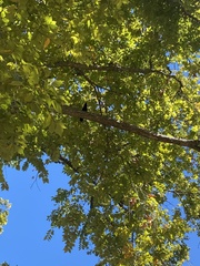 Corvus brachyrhynchos