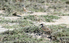 Charadrius thoracicus